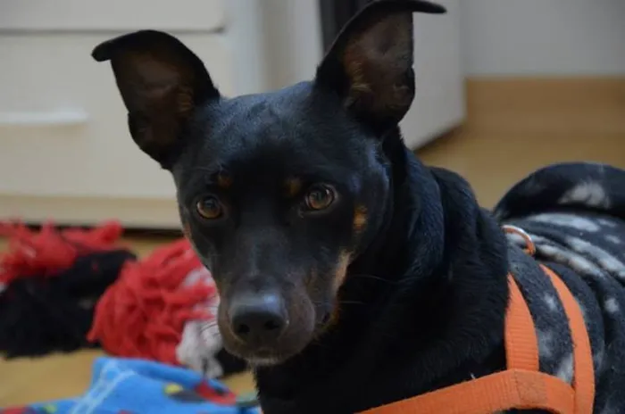 Cachorro ra a SRD idade 7 a 11 meses nome Dylan