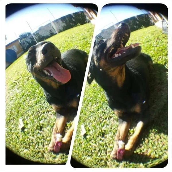 Cachorro ra a SRD idade 7 a 11 meses nome Dylan