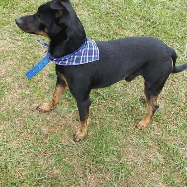 Cachorro ra a SRD idade 7 a 11 meses nome Dylan