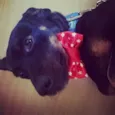 Dylan