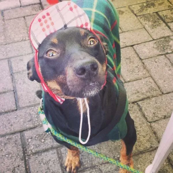 Cachorro ra a SRD idade 7 a 11 meses nome Dylan