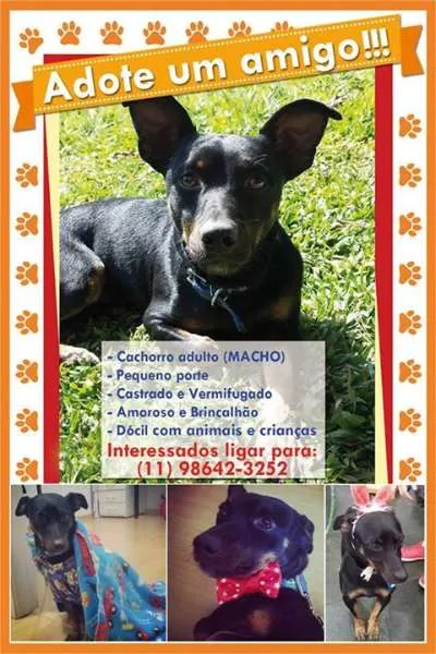 Cachorro ra a SRD idade 7 a 11 meses nome Dylan