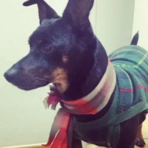 Cachorro raça SRD idade 7 a 11 meses nome Dylan