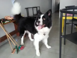 Cachorro raça border collie idade 5 anos nome Yuki GRATIFICA