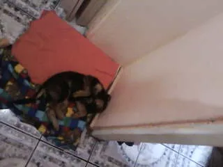 Cachorro ra a não tem  idade 2 a 6 meses nome não tem 