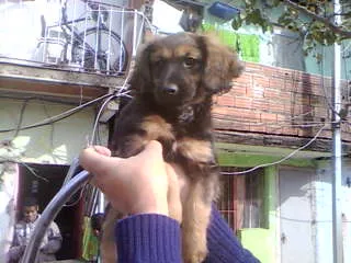 Cachorro ra a não tem  idade 2 a 6 meses nome não tem 