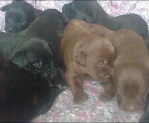 Cachorro raça Mix de Labrador idade Abaixo de 2 meses nome Ninhada