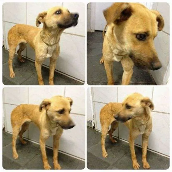 Cachorro raça SRD idade 2 anos nome Bart