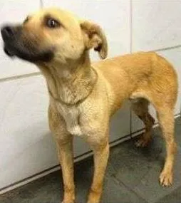 Cachorro raça SRD idade 2 anos nome Bart