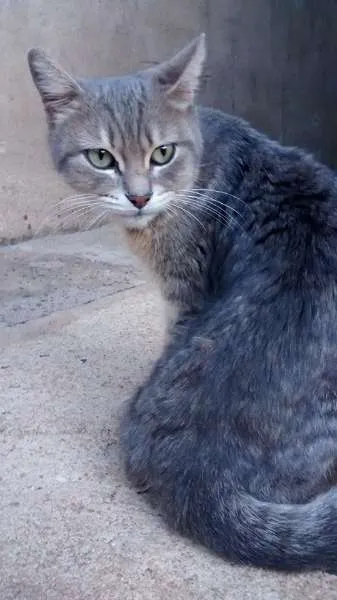Gato ra a SRD idade 2 a 6 meses nome BIA