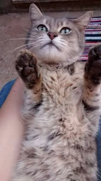 Gato ra a SRD idade 2 a 6 meses nome BIA