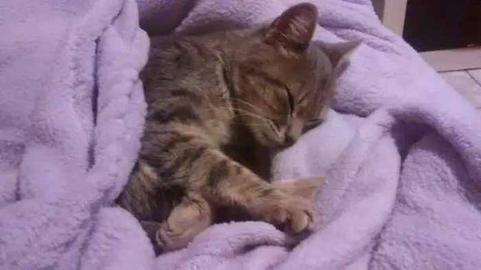 Gato ra a SRD idade 2 a 6 meses nome BIA