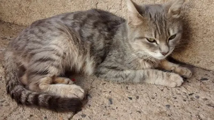 Gato ra a SRD idade 2 a 6 meses nome BIA