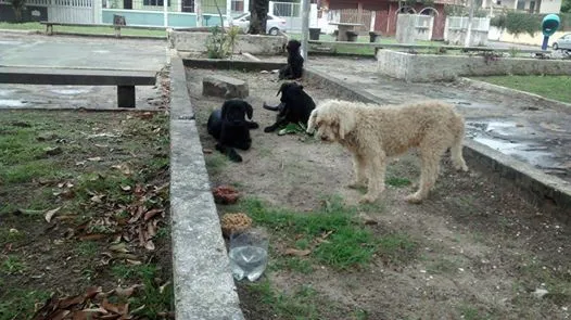 Cachorro raça Poodle idade 1 ano nome branquinha