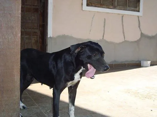 Cachorro ra a SRD idade  nome farinha