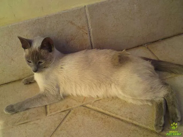 Gato ra a Siamês idade 1 ano nome Alfredo