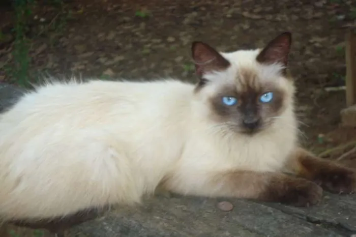 Gato ra a Siamês idade 1 ano nome Alfredo