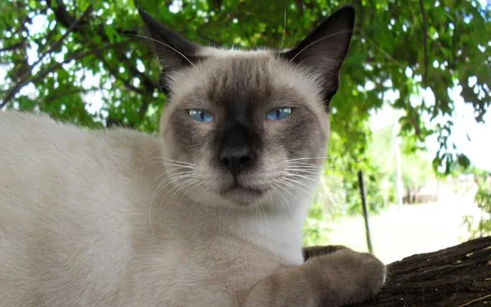 Gato ra a Siamês idade 1 ano nome Alfredo