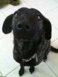 Cachorro raça SRD idade 3 anos nome Olivia