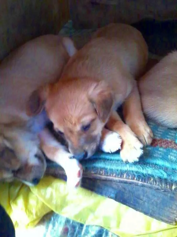 Cachorro ra a Vira-Lata idade 2 a 6 meses nome Sem Nome