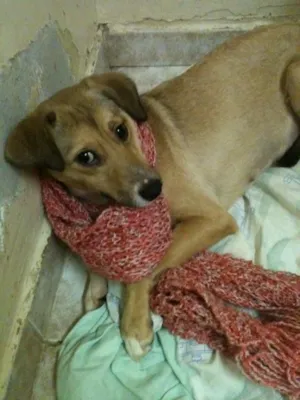 Cachorro raça SRD idade 7 a 11 meses nome LULU