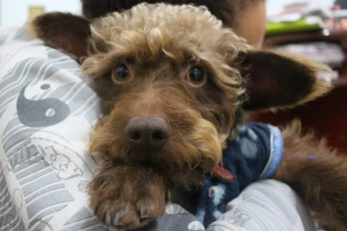 Cachorro ra a Não definida idade 2 anos nome Adonai