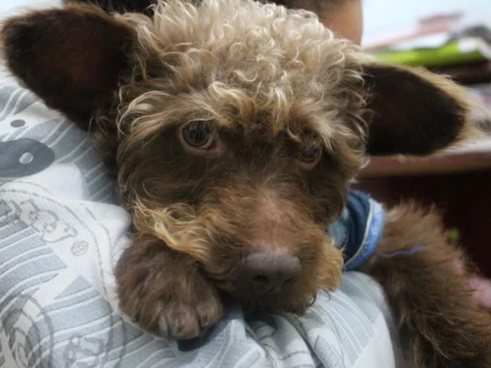 Cachorro ra a Não definida idade 2 anos nome Adonai