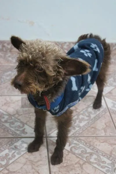Cachorro ra a Não definida idade 2 anos nome Adonai
