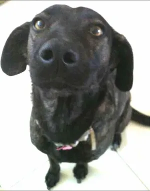 Cachorro raça SRD idade 3 anos nome Olivia