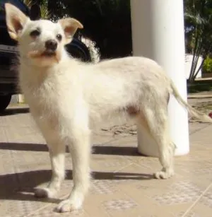Cachorro raça SRD idade 5 anos nome Pyru GRATIFICA
