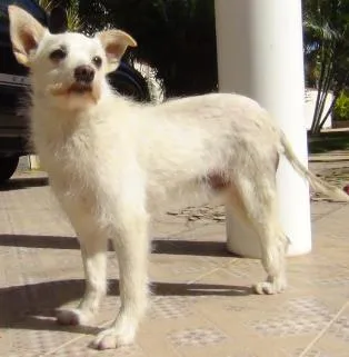 Cachorro ra a SRD idade 5 anos nome Pyru GRATIFICA