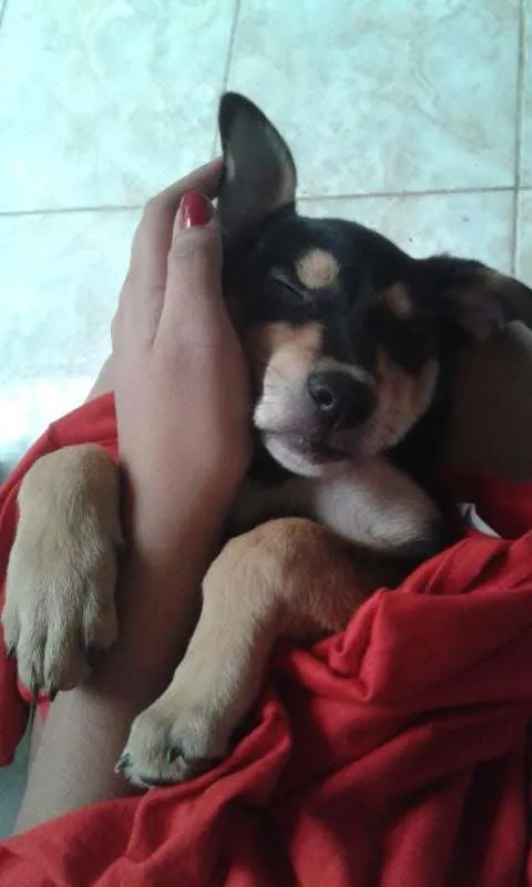 Cachorro raça vira lata idade 2 a 6 meses nome Hulk