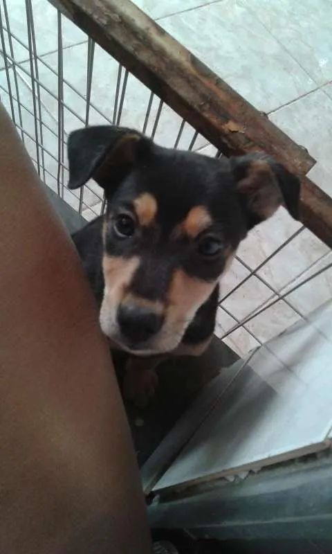 Cachorro raça vira lata idade 2 a 6 meses nome Hulk