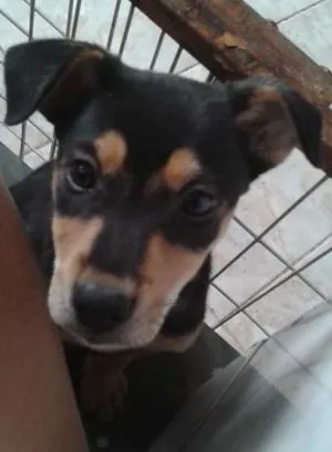 Cachorro raça vira lata idade 2 a 6 meses nome Hulk
