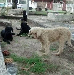 Cachorro raça Poodle idade 1 ano nome branquinha