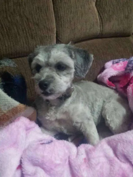 Cachorro ra a NAO SABER idade 3 anos nome NÃO SABER