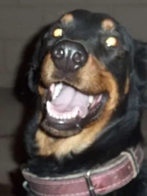 Cachorro raça PastorxRottweller idade 2 anos nome Pandora