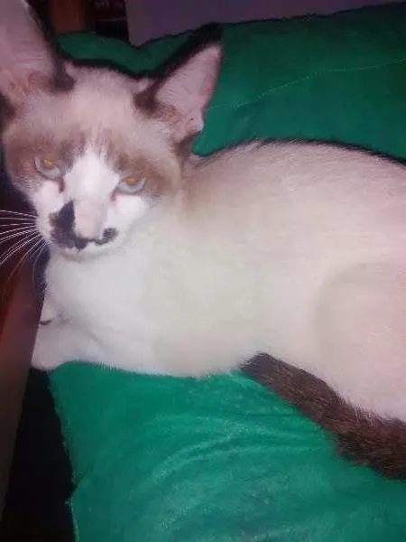 Gato ra a Siamês idade 2 a 6 meses nome Narizinho