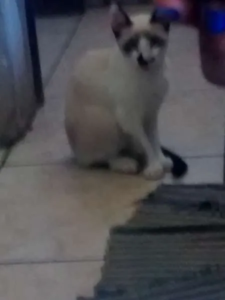 Gato ra a Siamês idade 2 a 6 meses nome Narizinho