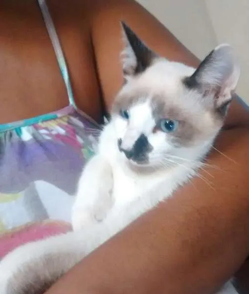Gato ra a Siamês idade 2 a 6 meses nome Narizinho
