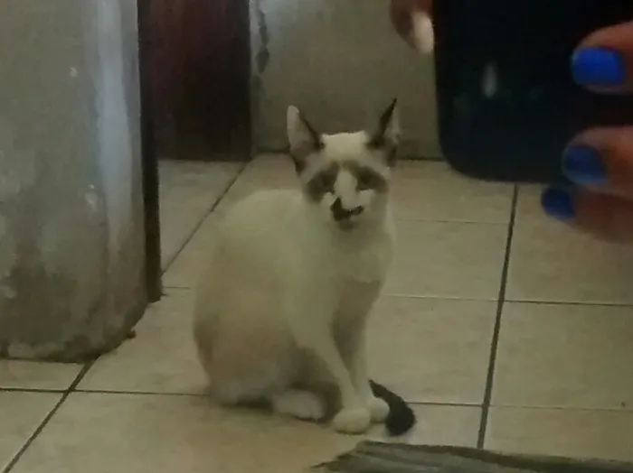 Gato ra a Siamês idade 2 a 6 meses nome Narizinho