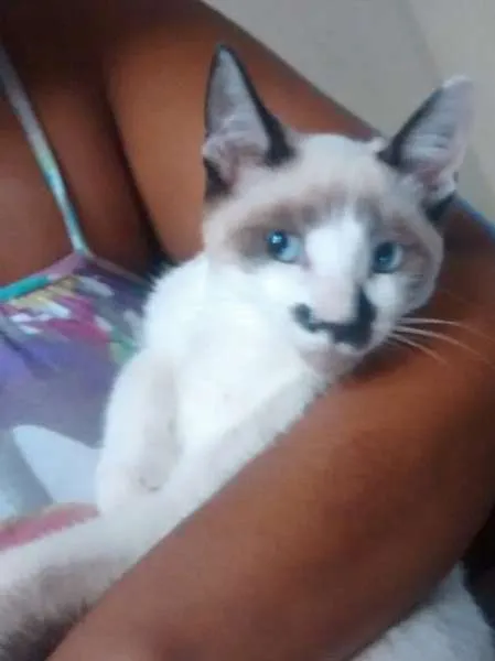 Gato ra a Siamês idade 2 a 6 meses nome Narizinho
