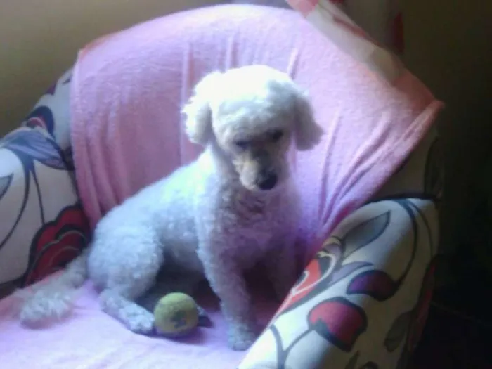 Cachorro ra a poodle idade 2 anos nome pipóca