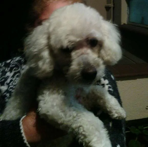 Cachorro ra a poodle idade 2 anos nome pipóca