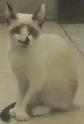 Gato raça Siamês idade 2 a 6 meses nome Narizinho