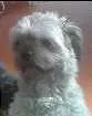 Cachorro raça Lhasa Apso idade 2 anos nome Frida