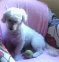 pipóca