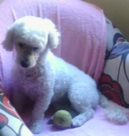 Cachorro ra a poodle idade 2 anos nome pipóca