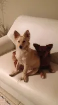 Bob e Lilica