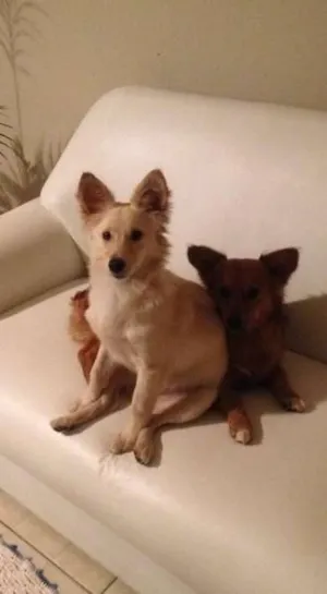 Cachorro raça não sabemos idade 1 ano nome Bob e Lilica